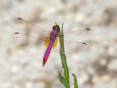 Par biomagnético Par biomagnético